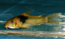 Osteogaster maclurei
