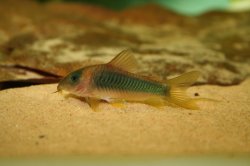 Osteogaster melanotaenia