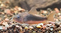 Osteogaster melanotaenia
