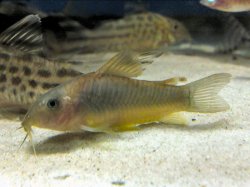 Osteogaster melanotaenia