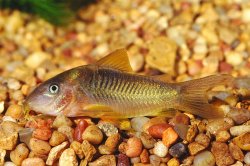 Osteogaster melanotaenia