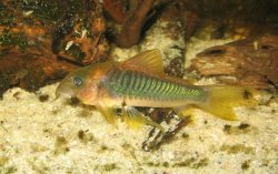 Osteogaster melanotaenia