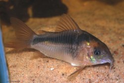 Osteogaster rabauti