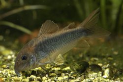 Osteogaster schultzei