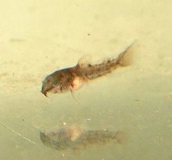 Osteogaster schultzei