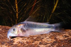 Osteogaster sp. (Cw007) - Click for species page
