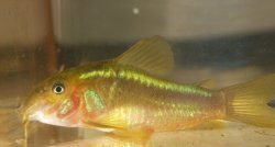 Osteogaster sp. (Cw009) - Click for species page