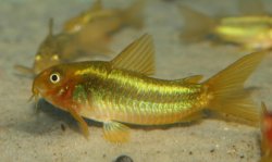 Osteogaster sp. (Cw009)