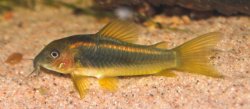 Osteogaster sp. (Cw010)