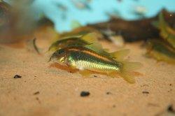 Osteogaster sp. (Cw010)