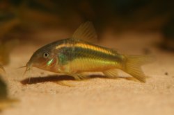 Osteogaster sp. (Cw010)
