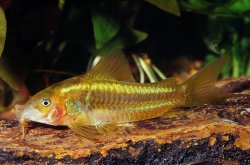 Osteogaster sp. (Cw010)