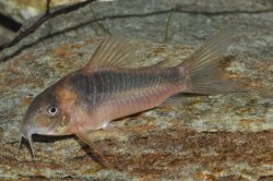 Osteogaster sp. (Cw068) - Click for species page