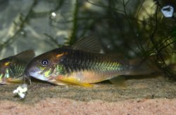 Osteogaster sp. (Cw139)