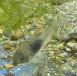 Osteogaster venezuelanus