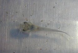 Osteogaster venezuelanus