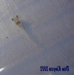 Osteogaster venezuelanus