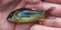 Osteogaster venezuelanus