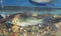 Osteogaster venezuelanus