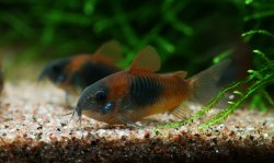 Osteogaster venezuelanus