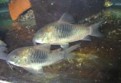 Osteogaster venezuelanus
