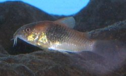 Osteogaster venezuelanus