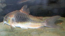 Osteogaster venezuelanus
