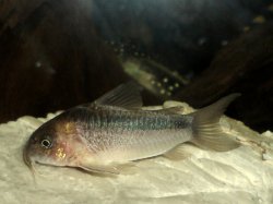 Osteogaster zygata