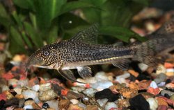 Scleromystax barbatus - Click for species page