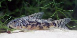 Scleromystax macropterus - Click for species data page