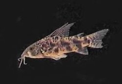 Scleromystax macropterus