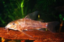 Scleromystax macropterus