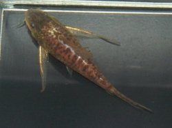 Scleromystax macropterus