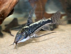 Scleromystax sp. (Cw038) - Click for species data page