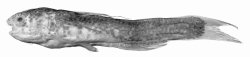 Cetopsidium soniae - Click for species data page