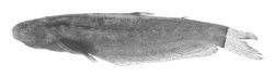 Helogenes gouldingi - Click for species page