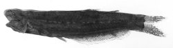 Helogenes uruyensis - Click for species data page