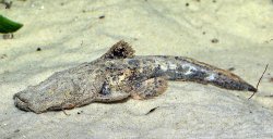 Chaca chaca - Click for species data page