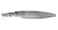 Clariallabes heterocephalus - Click for species data page