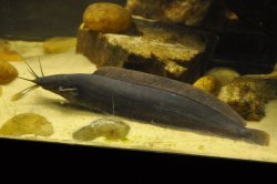 Clarias alluaudi - Click for species page