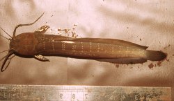 Clarias anfractus - Click for species data page