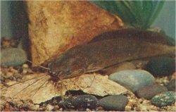 Clarias angolensis - Click for species data page