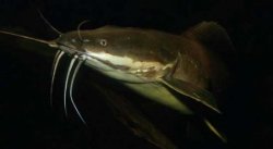 Clarias batrachus