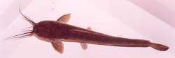 Clarias batrachus