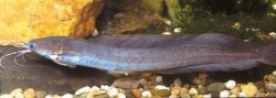 Clarias buettikoferi - Click for species page