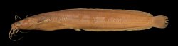 Clarias dhonti - Click for species page