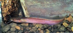 Clarias ebriensis - Click for species page