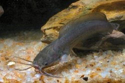 Clarias fuscus - Click for species page