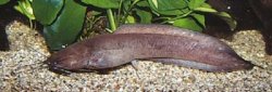 Clarias gariepinus - Click for species page