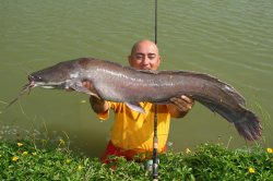 Clarias gariepinus